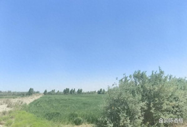 配资炒股免费 新疆巴音郭楞约12087亩农业低租期权拍卖，2人竞拍底价5013万成交